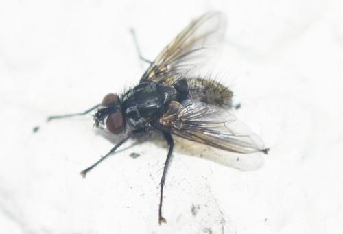 Meigenia sp.